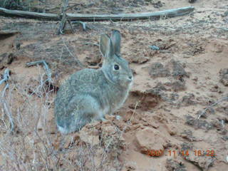 275 6be. Arches National Park - Devils Garden hike - rabbit