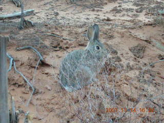 277 6be. Arches National Park - Devils Garden hike - rabbit