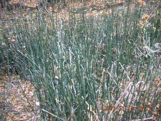 308 6bf. Moab - Negro Bill Trail