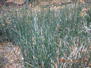 309 6bf. Moab - Negro Bill Trail