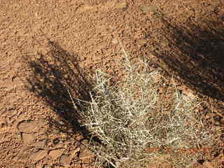 99 6bg. Canyonlands National Park - Lathrop Trail hike