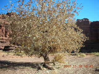 158 6bg. Canyonlands National Park - Lathrop Trail hike