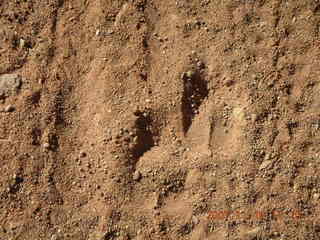 206 6bg. Canyonlands National Park - Lathrop Trail hike - animal footprint