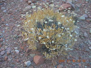 280 6bg. Canyonlands National Park - Lathrop Trail hike