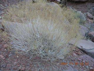 283 6bg. Canyonlands National Park - Lathrop Trail hike