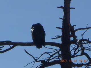 151 6cx. Zion National Park - sunrise Angels Landing hike - condor