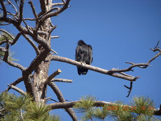 161 6cx. Zion National Park - sunrise Angels Landing hike - condor