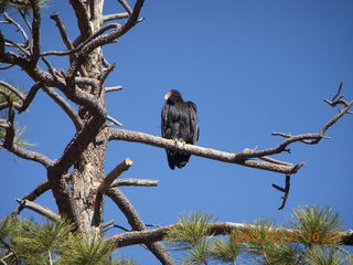 162 6cx. Zion National Park - sunrise Angels Landing hike - condor