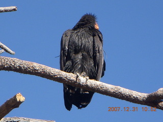 164 6cx. Zion National Park - sunrise Angels Landing hike - condor