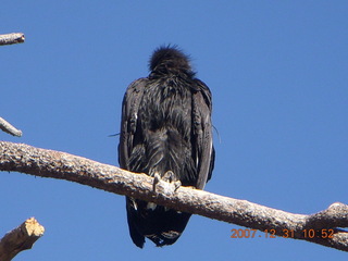 165 6cx. Zion National Park - sunrise Angels Landing hike - condor