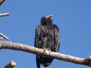 166 6cx. Zion National Park - sunrise Angels Landing hike - condor