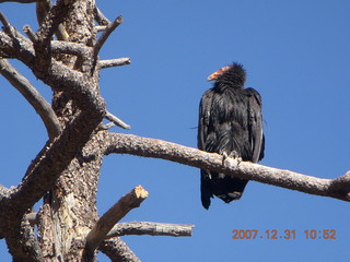 167 6cx. Zion National Park - sunrise Angels Landing hike - condor