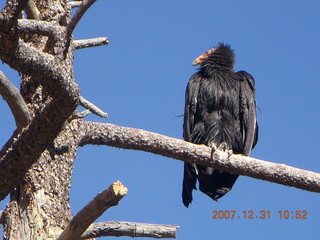 168 6cx. Zion National Park - sunrise Angels Landing hike - condor