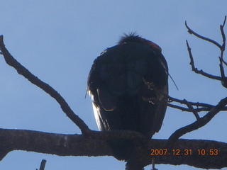 169 6cx. Zion National Park - sunrise Angels Landing hike - condor
