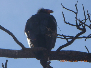 170 6cx. Zion National Park - sunrise Angels Landing hike - condor