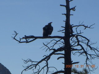178 6cx. Zion National Park - sunrise Angels Landing hike - condor