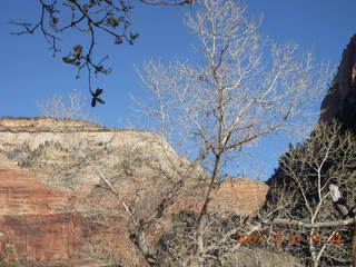 298 6cx. Zion National Park - Angels Landing hike
