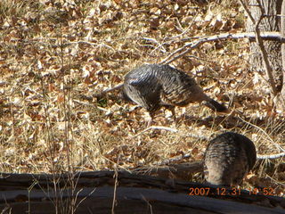 304 6cx. Zion National Park - wild turkeys