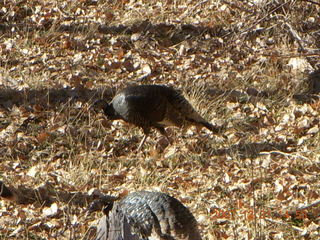 307 6cx. Zion National Park - wild turkeys
