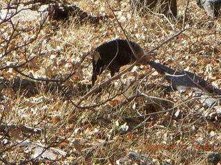 309 6cx. Zion National Park - wild turkeys