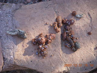 327 6cx. Zion National Park - poop