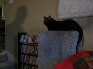 Sonia's pictures - Adam's cat Maria - (cat)