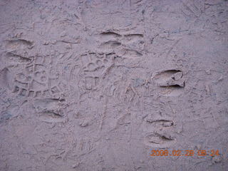 10 6ev. Zion National Park - Angels Landing hike - animal footprints in Refrigerator Canyon