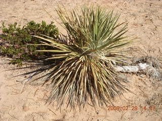 108 6ev. Zion National Park - slickrock hill - plant