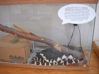 51 6gs. Snow Canyon - snake in visitor's center