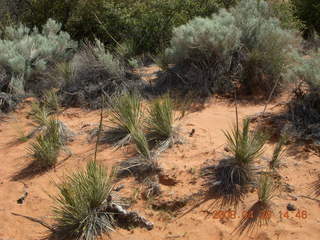 77 6gs. Snow Canyon - Hidden Pinyon trail