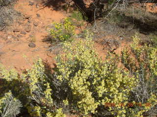 79 6gs. Snow Canyon - Hidden Pinyon trail