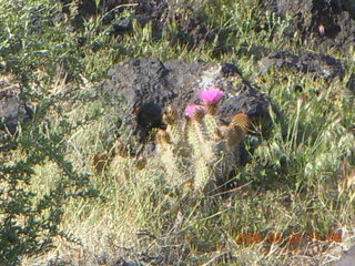 151 6gs. Snow Canyon - back on Hidden Pinyon trail