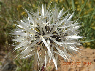 281 6gt. Snow Canyon - Lava Flow cave - not a dandilion