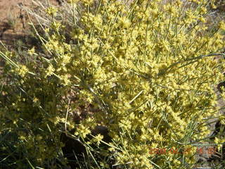 331 6gt. Snow Canyon - Lava Flow trail - greenery