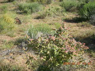 332 6gt. Snow Canyon - Lava Flow trail - flowers