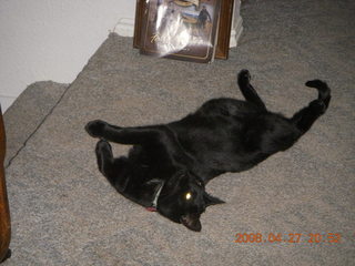 346 6gt. black cat, Midnight