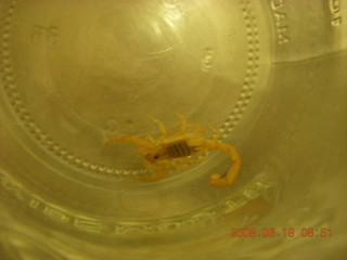scorpion in a bottle