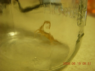 scorpion in a bottle