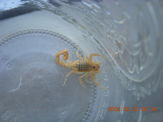 scorpion