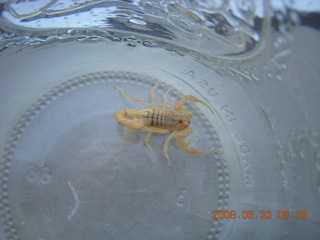 scorpion