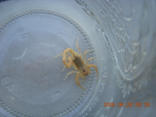 scorpion