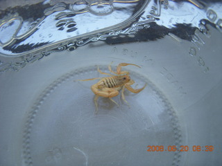 scorpion