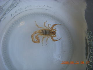 scorpion in a bottle