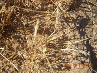 scorpion in the grass (Where's Waldo?)