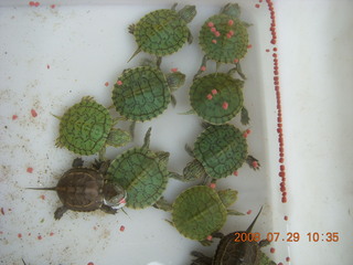 184 6kv. eclipse - Shanghai - Zhu Jia Jiao village - turtles