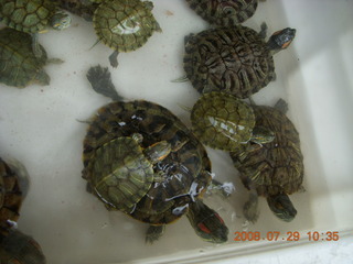 186 6kv. eclipse - Shanghai - Zhu Jia Jiao village - turtles