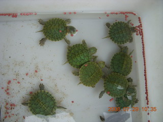 187 6kv. eclipse - Shanghai - Zhu Jia Jiao village - turtle