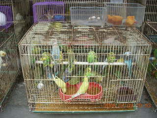 204 6kv. eclipse - Shanghai - Zhu Jia Jiao village - birds