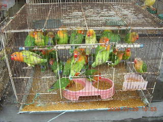 205 6kv. eclipse - Shanghai - Zhu Jia Jiao village - birds