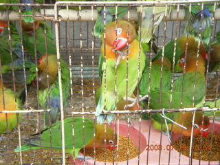 206 6kv. eclipse - Shanghai - Zhu Jia Jiao village - birds